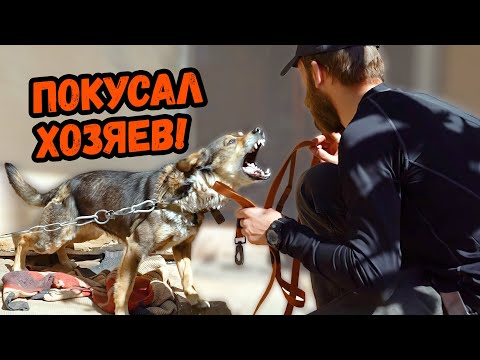 Видео: Не хотел сидеть на цепи и ПОКУСАЛ ХОЗЯЕВ !!!