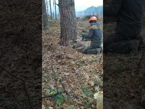 Видео: 7 листопада 2025 р.