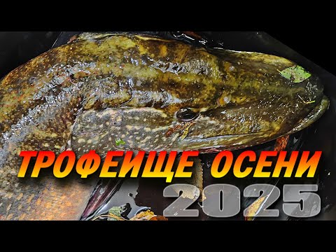 Видео: ТРОФЕЙНАЯ ЩУКА НА СПИННИНГ ОСЕНЬЮ! Поставил КРУПНЫЙ СИЛИКОН И Клюнула РЕКОРДНАЯ ЩУКА! ЩУКА МОНСТР!