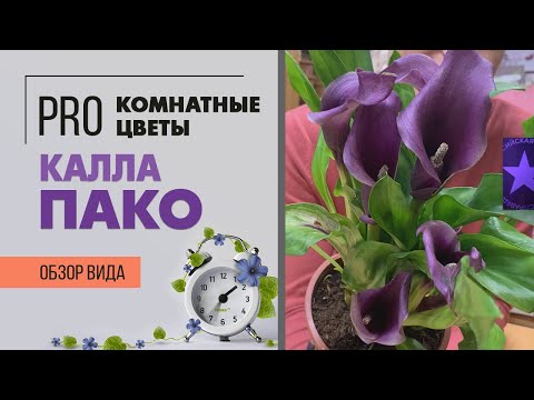 Видео: Калла Пако - миниатюрная калла |  Фиолетовое чудо | Как ухаживать за каллой