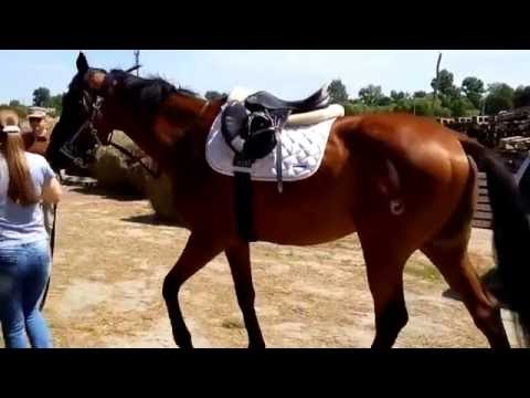 Видео: Специфика японского коневоза