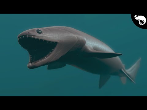 Видео: Акулы, которых вы никогда раньше не видели | Все 8 отрядов и их родство
