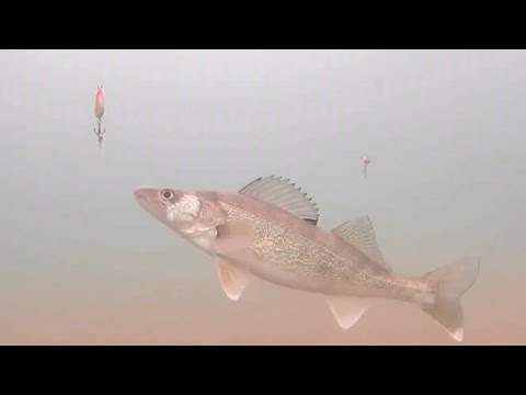 Видео: ЗРЕЛИЩНАЯ Рыбалка🎣 ЛОВЛЯ СУДАКА ЗИМОЙ на БЛЕСНУ и БАЛАНСИР. Реакция рыбы. Подводная съемка