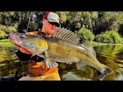 Видео: СПІНІНГ ЗЛАМАЛИ - СУДАКІВ НАДРАЛИ!😱 Ловля Судака на Джиг на Десні! Риболовля Десна 2024!