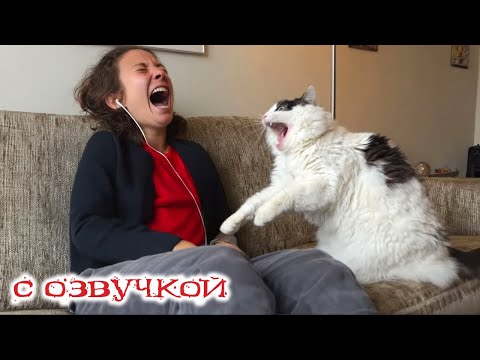 Видео: Приколы с котами! С ОЗВУЧКОЙ! Смешные коты! Самые смешные животные! УГАР!