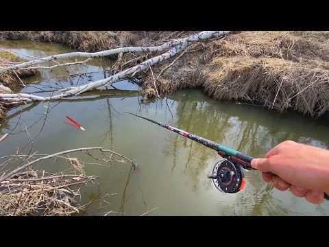 Видео: В СТАРОМ РУЧЬЕ...КАРАСИ ВЕДУТ ПОПЛАВОК! Речка РАЗДАЁТ. Весенняя рыбалка 2022