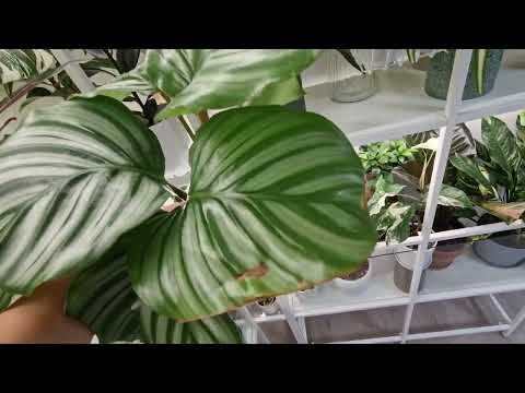 Видео: Полный обзор всех моих растений и новинок 🥰#plants #растения #цветы #garden #обзор #сад #home