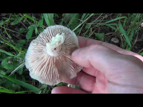 Видео: Продолжаю собирать рядовки майские серушки на участке. Летние грибы.