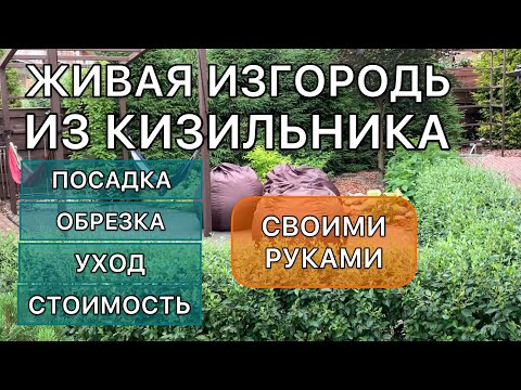 Видео: Замена самшита #живаяизгородь #кустарники