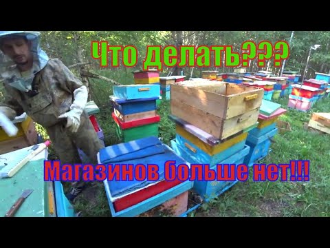 Видео: ЧТО ДЕЛАТЬ, ЕСЛИ ПЧЕЛОСЕМЬИ ВСЕ ЗАЛИЛИСЬ МЁДОМ, А МАГАЗИНОВ И КОРПУСОВ БОЛЬШЕ НЕТ