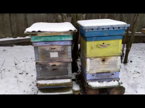 Видео: ТЕСТ БАКФАСТА, НАЧАЛО ЗИМОВКИ, УЛЕЙ НА ВЕСАХ🔥🔥🔥.