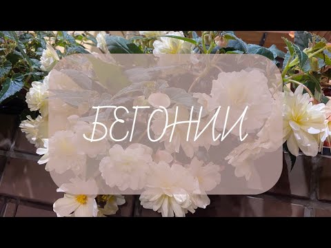 Видео: БЕГОНИИ! Отправляемся на зимовку.