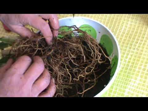 Видео: Камбрия. Посадка. Часть №1