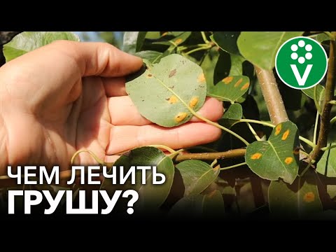 Видео: ЛИСТЬЯ НА ГРУШЕ ЧЕРНЕЮТ, ПОКРЫВАЮТСЯ ПЯТНАМИ? Причины и проверенные способы лечения