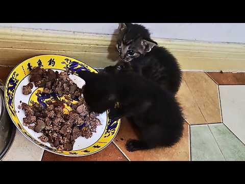 Видео: В тёмном подъезде я нашёл двух забытых котят и, долго колеблясь, всё же забрал их домой…