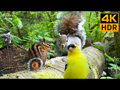Видео: КОШКА ТВ 😺 Смешные и милые птицы и белки 🐦🐿️ 8 часов (4K HDR)