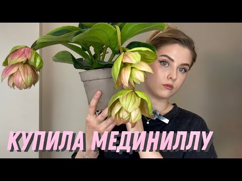 Видео: Моя первая мединилла: пересадка, уход и вопросы🌱