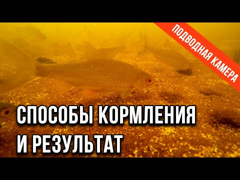 Видео: Способы кормления и результат, подводные съемки (эпизод 1)