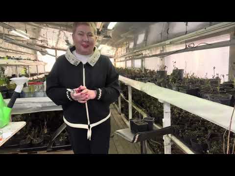 Видео: Как из маленького р9 сделать много черенка метельчатой гортензии.