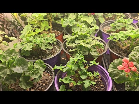 Видео: А ВЫ ЗНАЛИ, ЧТО ГЕРАНЬ ОСЕНЬЮ  и ЗИМОЙ ПОДКАРМЛИВАЮТ ТОЛЬКО ТАКИМ СПОСОБОМ!