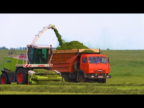 Видео: Заготовка кормов 2023 - CLAAS JAGUAR 850, МАЗЫ. МТЗ 3022