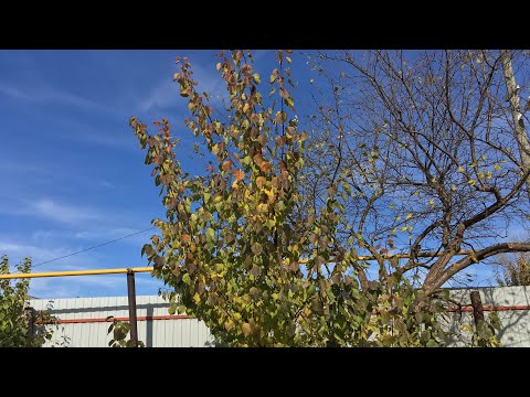 Видео: Абрикосы привитые на сливу | Осень | 31.10.25