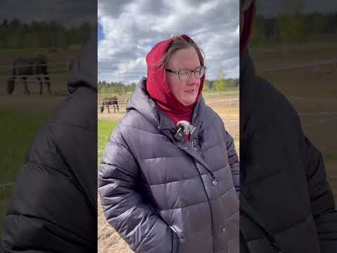 Видео: Центр ахалтекинских лошадей Веры Труновой. Часть 2