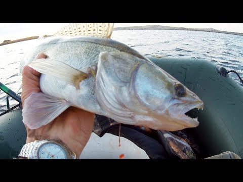 Видео: СУДАК НА ПЕРЕМЕТ ! КАК Я ЛОВИЛ СУДАКА НА МАЛЬКА ! Я ЕГО ВСЕ ТАКИ ПОЙМАЛ ! РЫБАЛКА НА УРАЛЕ !
