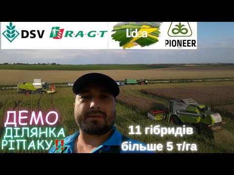 Видео: Демо-ділянка Ріпаку‼️ Ох і попила вона нам нервів😰