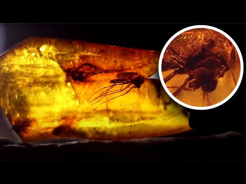 Видео: В поисках ДРЕВНЕЙ жизни. История под ногами