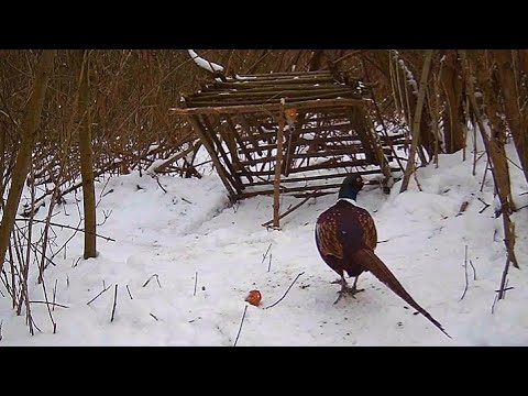 Видео: ФАЗАНЫ - ЛОВУШКА