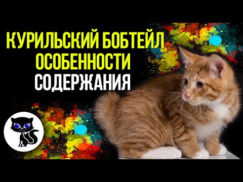 Видео: ✔ Курильский бобтейл особенности содержания этой породы