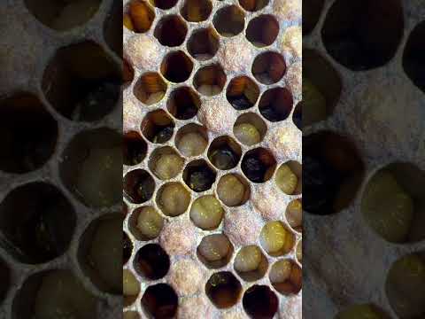 Видео: 21 июля 2022 г.