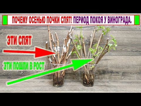 Видео: 🍇 Период покоя у винограда. Почему осенью почки в рост не идут? Когда можно укоренять черенки?
