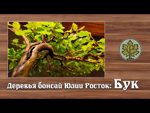 Видео: Бук с туристической тропы  в коллекции Юлии Росток @Studio.Bonsai