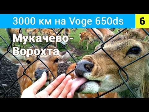 Видео: Страшний спуск біля замку Хуст та оленяча ферма