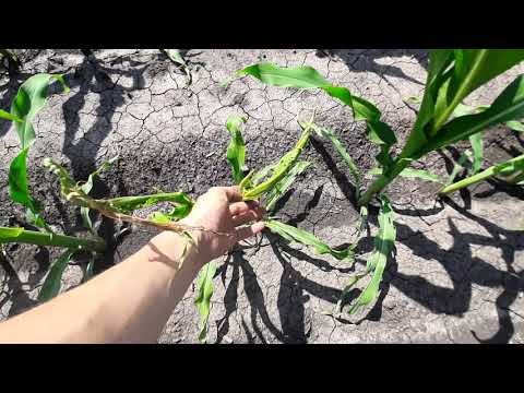 Видео: Оранка чи Дискування  ? Який обробіток обрати для Кукурудзи?