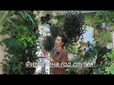 Видео: Фитостена год спустя: мой опыт, уход, растения!