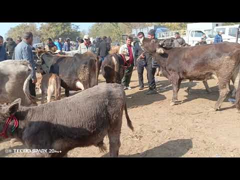 Видео: Молбозори кумсангир навори говои Чушо 09 11 2025
