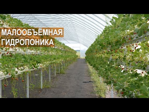 Видео: Земляника садовая на малообъемной гидропонике. В чём преимущества? Хозяйство Овощи Кубани