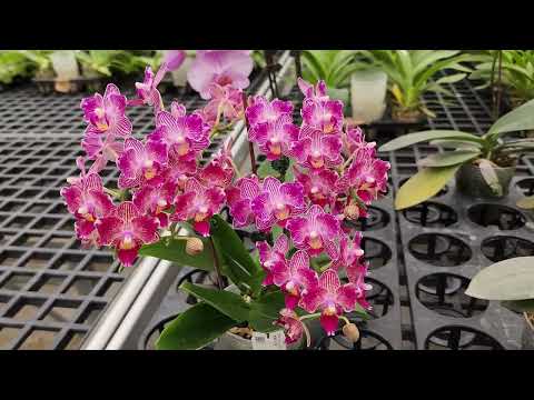 Видео: Думали всё? А нет, ОрхоРай у Mikiorchid!