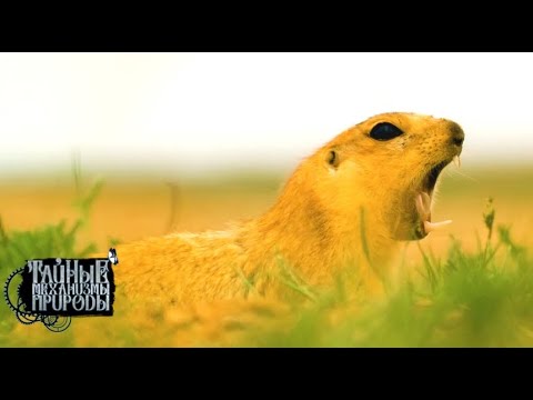 Видео: Степи Калмыкии. Тайные механизмы природы