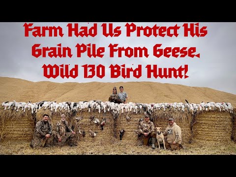 Видео: Фермер попросил нас защитить его зерновой кучи от гусей! (Мегаохота на 130 птиц)