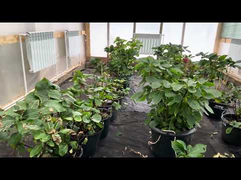 Видео: Зимовка крупнолистной гортензии в теплице