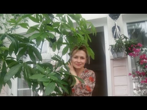 Видео: ОБЗОР ОРАНЖЕРЕИ /ЦВЕТЫ БЕЗ ХОЗЯЙКИ