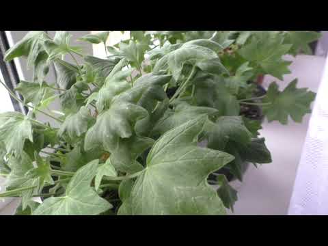 Видео: Зимнее содержание пеларгоний на подоконнике. Первая подкормка, черенкование.