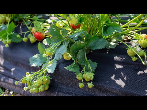 Видео: ТОП-3 Живучих і Родючих сорти полуниці серед Безкінечних новинок