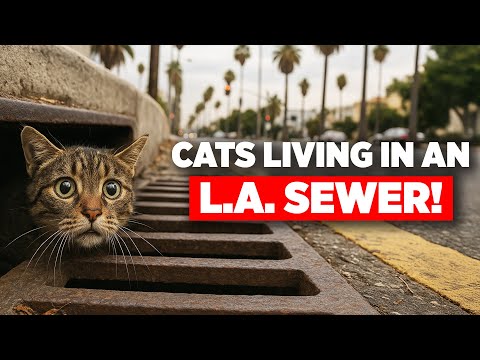 Видео: Я спас кошек из полицейской машины и канализации