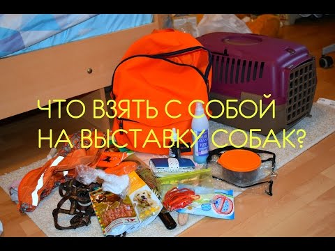 Видео: ЧТО Я БЕРУ НА ВЫСТАВКУ СОБАК