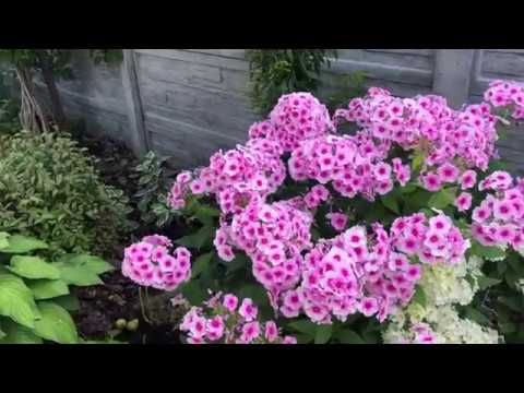 Видео: Флоксы, 🌸 Сорта, Уход, Размножение 🌸